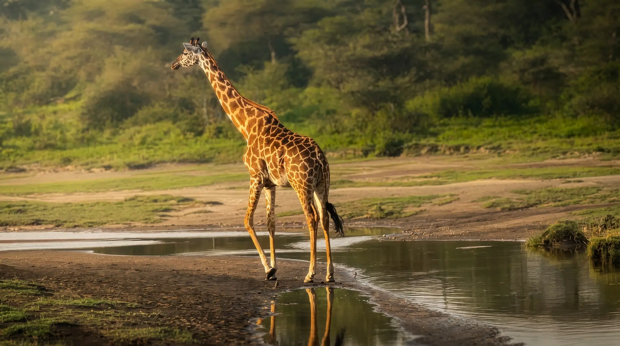Golden hour at the watering hole. Nature's most perfect moment. 🦒 #Wildlife #GoldenHour #Africa